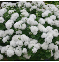 Насіння агератуму «Біла річка»