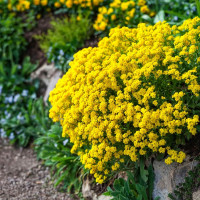 Насіння аліссуму гірського