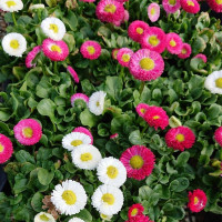 Bellis seeds «Super Enorma Mix»