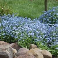 Alpine blue forget-me-not seeds