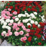 Насіння стокротки «Помпонна суміш»