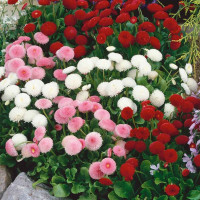 Насіння стокротки «Помпонна суміш»