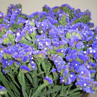 Limonium (statice) seeds «Symphony»
