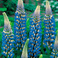 Насіння люпину «Синє полум'я»