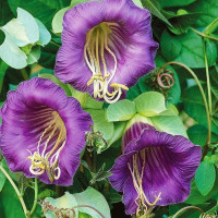 Cobaea seeds «Purple»