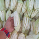 Giant corn seeds «Peruvian Cusco»