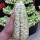 Giant corn seeds «Peruvian Cusco»