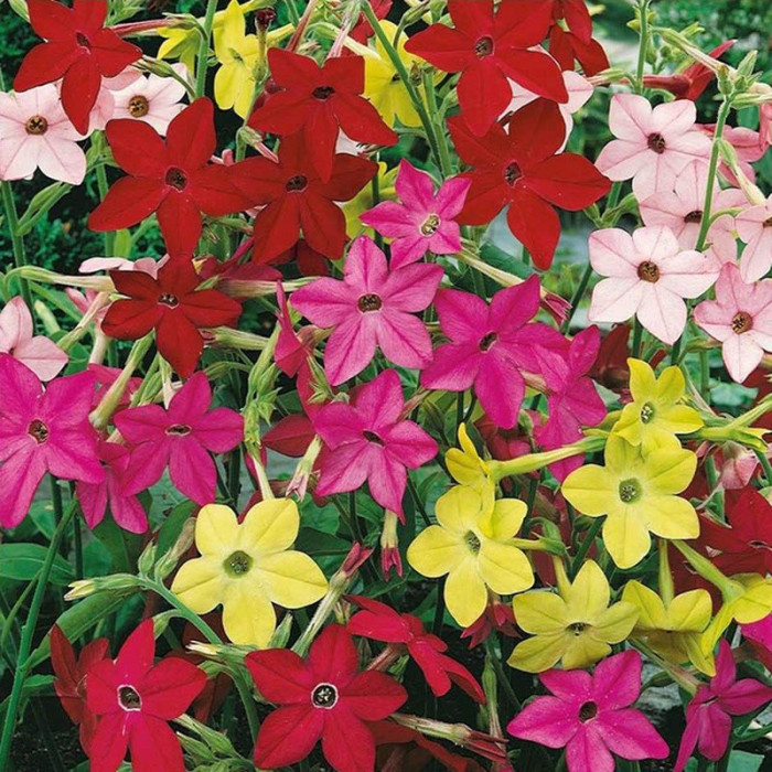 Nicotiana alata seeds «Mix»