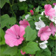 Rose mallow seeds «Mix»