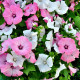 Rose mallow seeds «Mix»