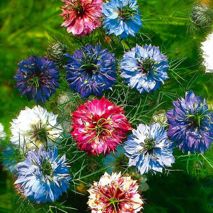 Nigella damascena seeds