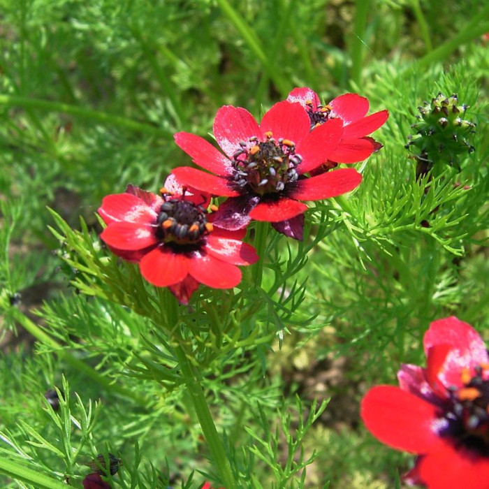 Adonis seeds «Summer»