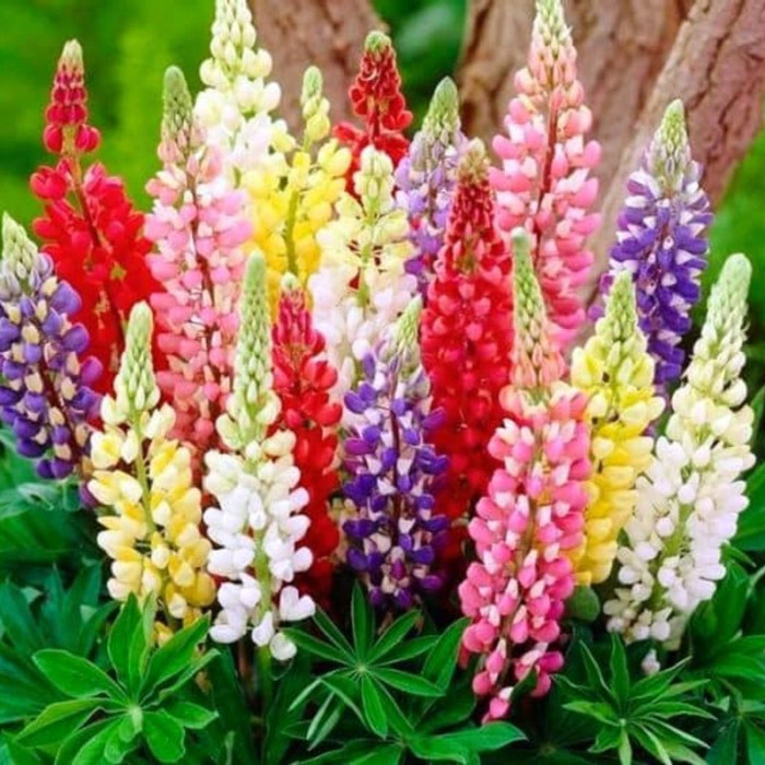 Lupine seeds «Russell Mix»