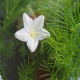 Ipomoea quamoclit seeds «White cypress vine»