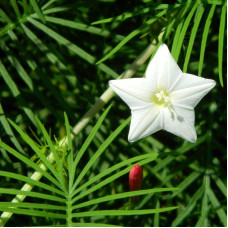 Ipomoea quamoclit seeds «White cypress vine»