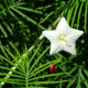 Ipomoea quamoclit seeds «White cypress vine»