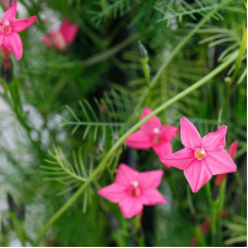 Ipomoea quamoclit seeds «Liana pink»