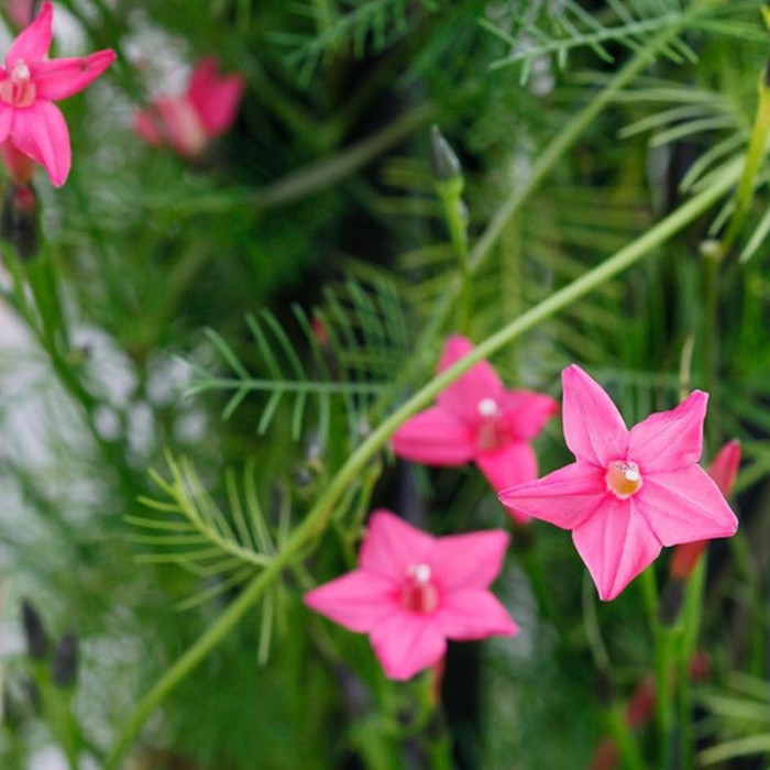 Ipomoea quamoclit seeds «Liana pink»