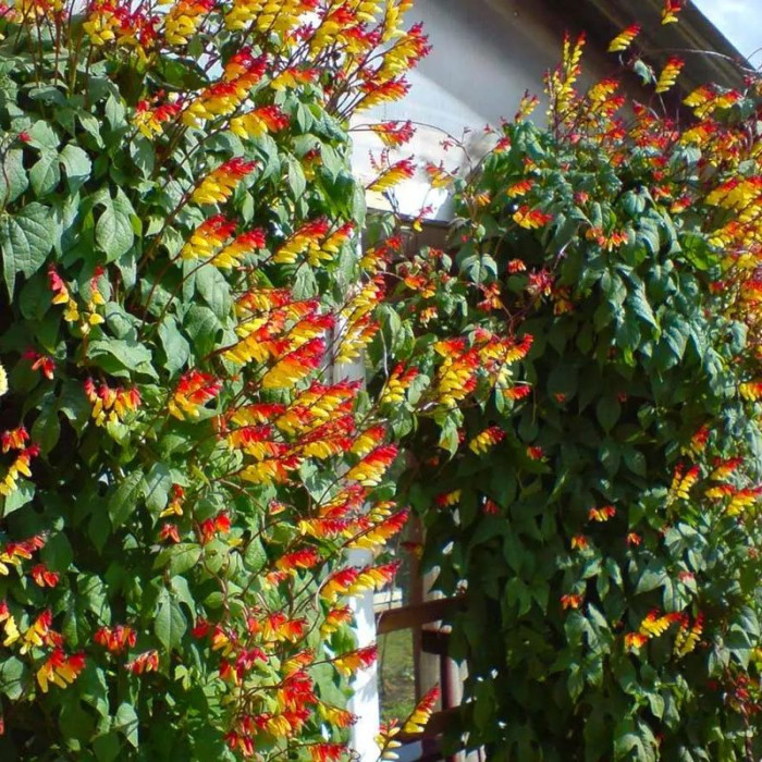 Ipomoea quamoclit seeds «Spanish flag»