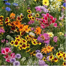 Flower mix seeds «Long-blooming»