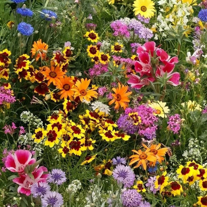 Flower mix seeds «Long-blooming»