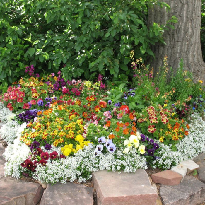 Flower mix seeds «Border»