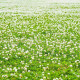 White clover seeds «Rivendel»