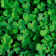 White clover seeds «Rivendel»