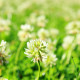 White clover seeds «Rivendel»