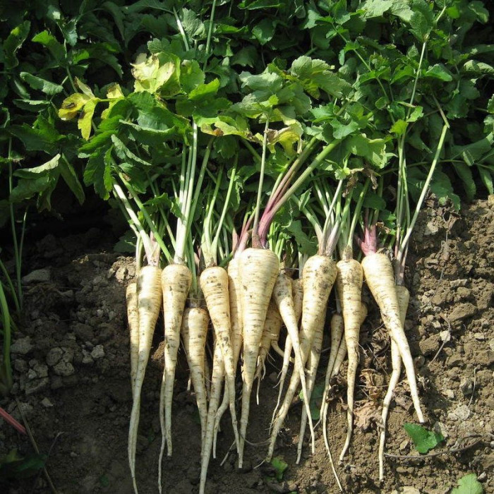 Parsnip seeds «Hormone»