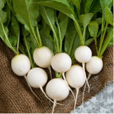 Radishes seeds «Snowflake»