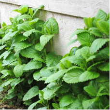 Mint seeds «Soborna»