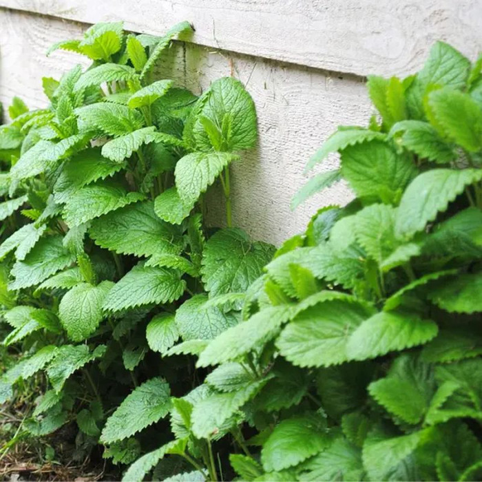 Mint seeds «Soborna»