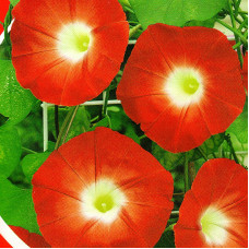 Ipomoea seeds «Orange»