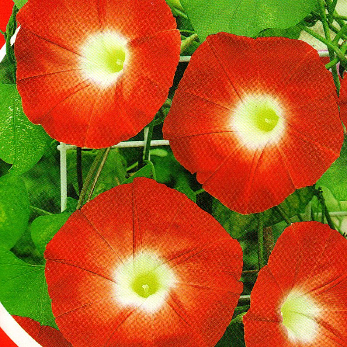 Ipomoea seeds «Orange»