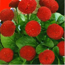 Bellis seeds «Etna»