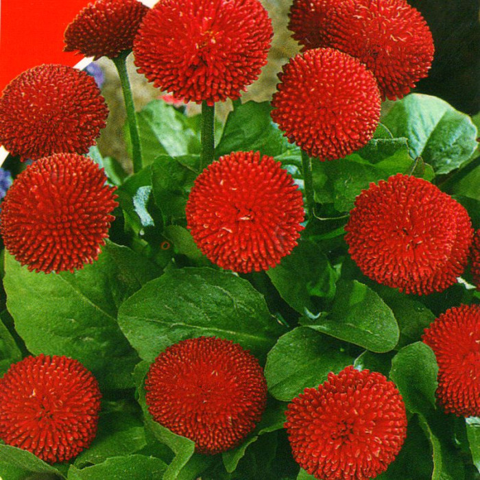 Bellis seeds «Etna»