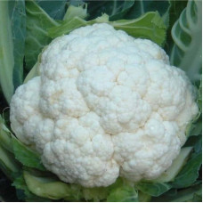 Cauliflower seeds «Snowball»