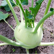 Kohlrabi seeds «Giant»