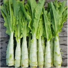 Celtuce seeds «Uysun»