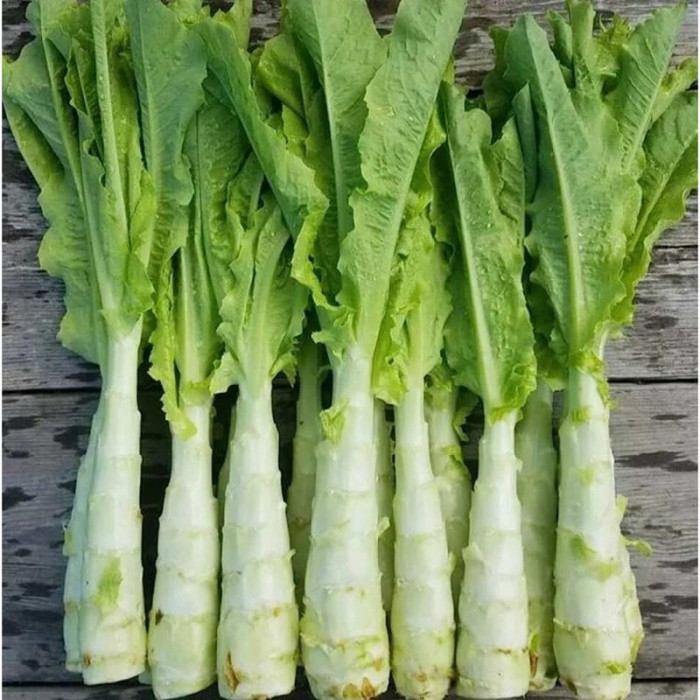 Celtuce seeds «Uysun»