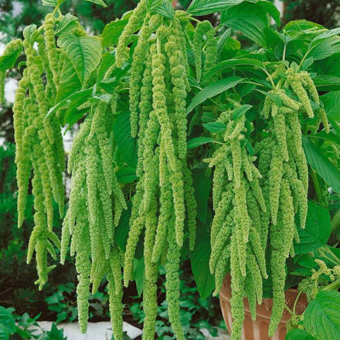 Amaranth seeds «Emerald»