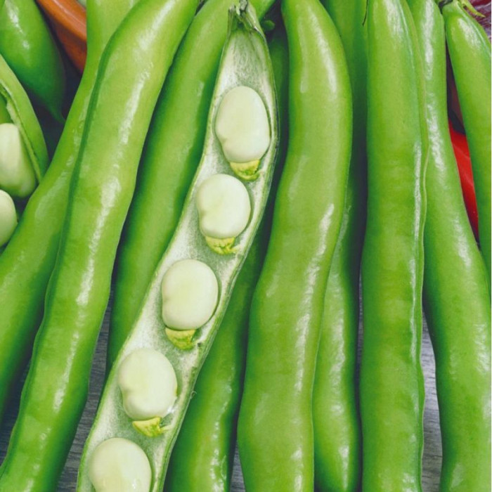 Beans seeds «Dangling green»