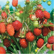 Strawberry seeds «Ruegen»