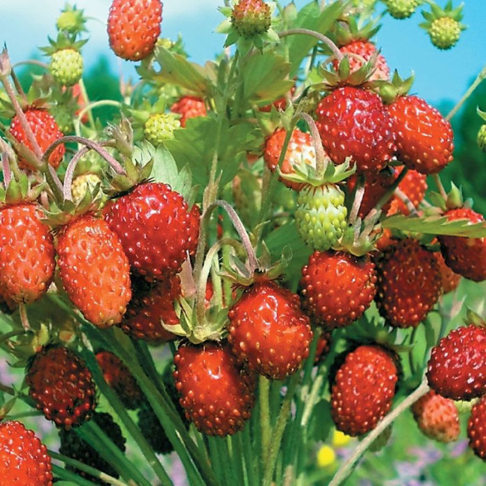 Strawberry seeds «Ruegen»