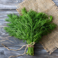 Dill seeds «Bouquet»