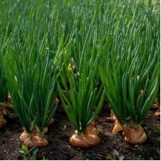 Onion seeds «Forty teeth»