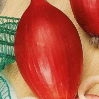 Onion seeds «Tropic»