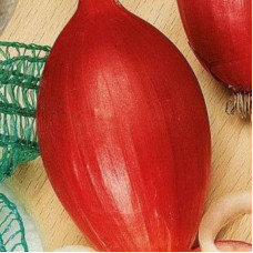 Onion seeds «Tropic»