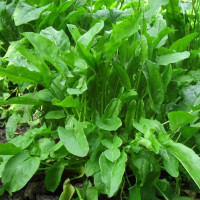 Sorrel seeds «Belleville»